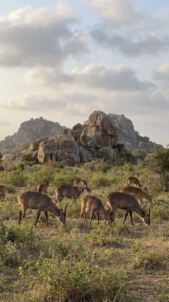 Antelopes in Shai Hills Reserve 1 6345